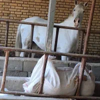 دوتا اسب حمدانی