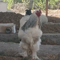 برهما لایت|حیوانات مزرعه|صوفیان, |دیوار