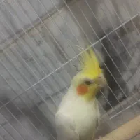 عروس هلندی لوتینو|پرنده|خاش, |دیوار