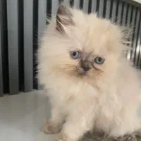 گربه پرشین|گربه|کرمانشاه, |دیوار