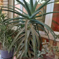 گل آلوئه وراشاخ بزی
