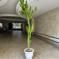 افوربیا|گل و گیاه طبیعی|تهران, پردیسان|دیوار