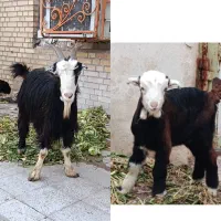 بز تیربز و بزغاله بیگ چاق داشتی و پاک