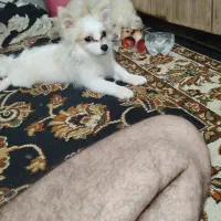سگ پامر