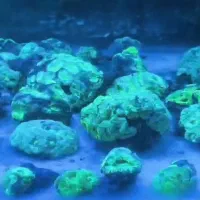 ad shorدامسل ۳ خال|ماهی|تهران, جوادیه تهرانپارس|دیوار