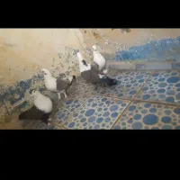 کفتر ساتن و کربلایی