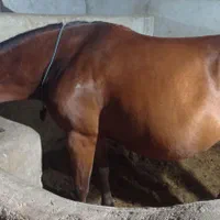 خرید و فروش اسب های زیبایی و کورسی|اسب و تجهیزات اسب‌سواری|بندر گناوه, |دیوار