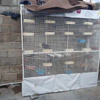 قفس بزرگ باجندجفت کبوترسیاه ابادانی