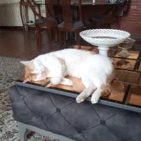 پیشی ناز|حیوانات|تهران, مینی‌سیتی (شهرک نفت)|دیوار