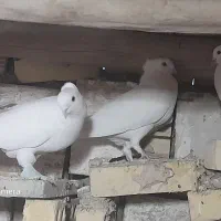 کفتر سفید شیرازی