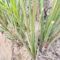 فروش پاجوش کلوته درجه یک