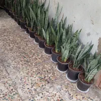 گل سانسوریا