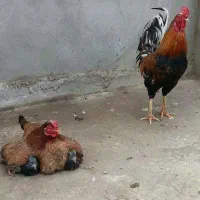 خروس ولایتی چاق و چله