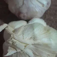 سیر محلی کاملا خشک خشک