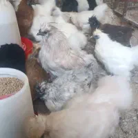 فروش حدود۳۰ عدد مرغ ابریشمی|حیوانات مزرعه|اصفهان, کشاورزی|دیوار