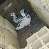 کفتر پرشی