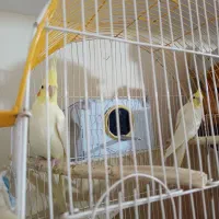 معاوضه عروس باطوطی برزیلی