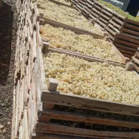 تازه-باغ-بیدانه-استخر