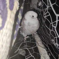 کفتر فروشی شهربابک خورسند|پرنده|شهر بابک, |دیوار