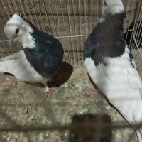 نروماده معاوضه