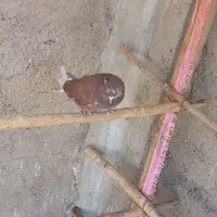 کبوتر رستاخیز