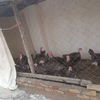 جوجه بوقلمون