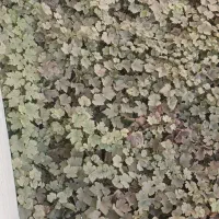 خانه ویلایی ۳واحد ومغازه سنددار۱۳۰متر