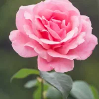 گل و کود برگ و سم