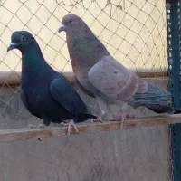 یک جفت کفتر سرور وزاغ|پرنده|تهران, هلال احمر|دیوار