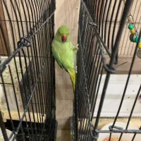 طوطی ملنگو ماده