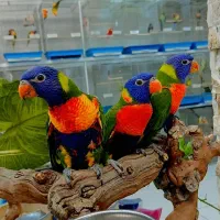 شاه طوطی،کاسکو،کاکادوگرینچک.ملنگوعروس هلندی.راهب