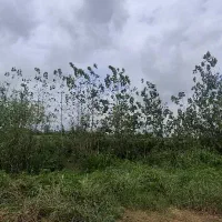 300متر داخل بافت مجوز دو دیوار باخودم|فروش زمین و ملک کلنگی|احمدسرگوراب, |دیوار