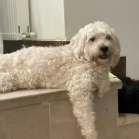 سگ شیتزو تریر و شیتزو کراس|سگ|یزد, |دیوار