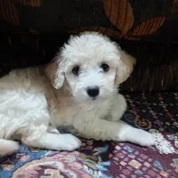 واگذاری سگ شیتزو
