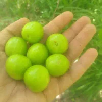 گوجه سبز