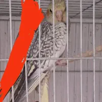 عروس هلندی خوشگل مرواریدی