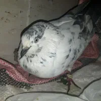 کبوترفروشی|پرنده|اردکان, |دیوار