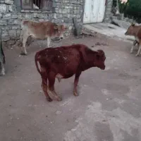 گوساله نر