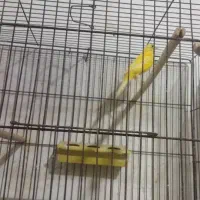 تعداد ی قناری نرو ماده