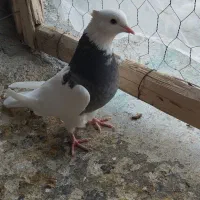 طوقی  سینه سیاه|پرنده|شهرضا, |دیوار