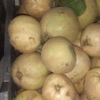 به درجه یک ارگانیک وخوشمزه وآبدار|خوردنی و آشامیدنی|شیراز, دوکوهک|دیوار