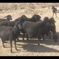 ۹راس گوسفند قره قزل آبستن