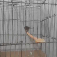 سره قناری میخانه