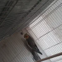عروس هلندی
