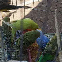 جوجه مرغ عشق یک ماه تا سه ماه