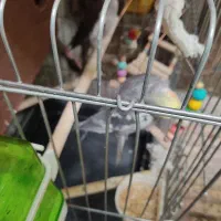 یه جفت عروس هلندی سخنگو معاوضه فقط گرینچیک