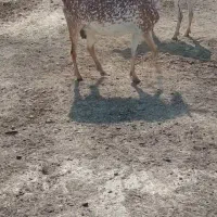 بز داشتی|حیوانات مزرعه|برازجان, |دیوار