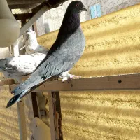 کفتر پرشی|پرنده|ری, دولت‌آباد|دیوار