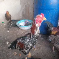 خروس لاری جوان|حیوانات مزرعه|مشکین‌دشت, |دیوار