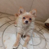 سگ پامر